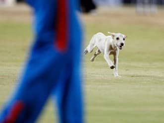 Woof! Woof! Another case of ball tampering