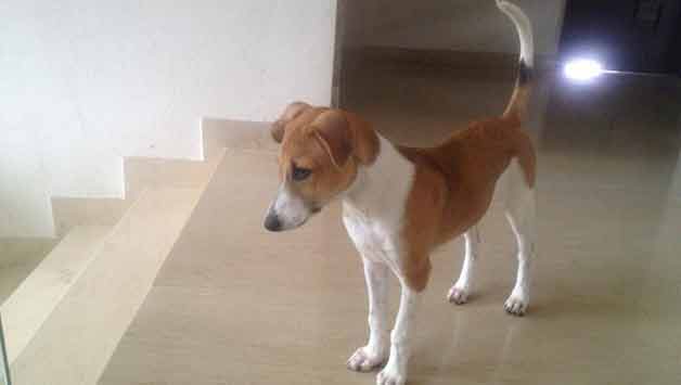 MS Dhoni adopts pup after tiger MS Dhoni adopts pup after tiger